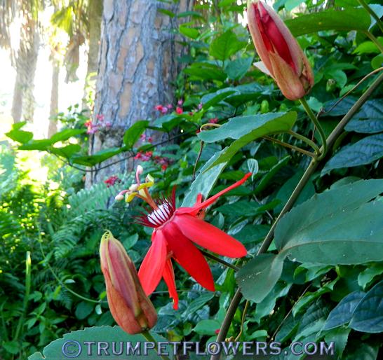 Passiflora vitifolia